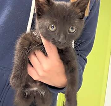 Photo of Ostara