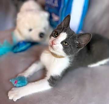 Photo of Duke (Dukes of Hazzard Litter)