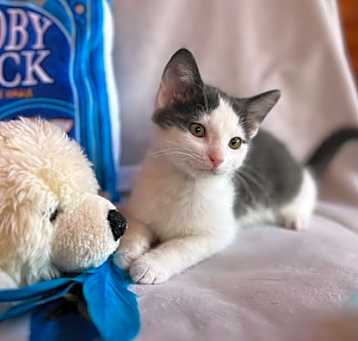 Photo of Bo (Dukes of Hazzard Litter)
