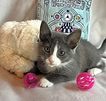 Photo of Daisy (Dukes of Hazzard Litter