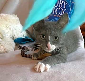 Photo of Luke (Dukes of Hazzard Litter)