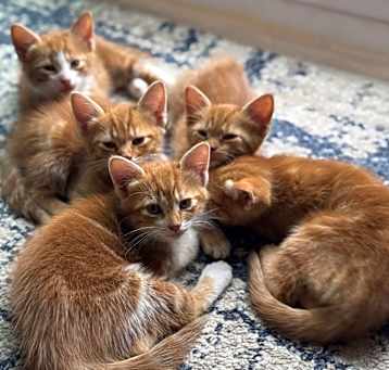 Photo of Lovable Kittens