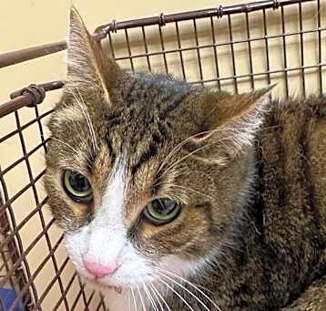 Photo of Marbles