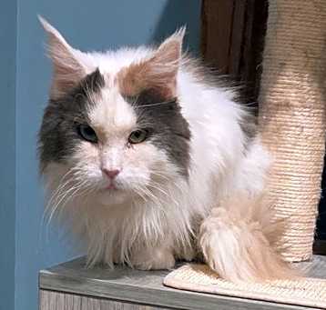 Photo of Tippi