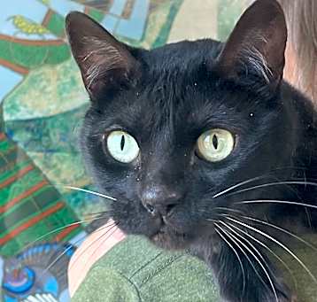 Photo of Sheba