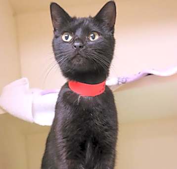 Photo of Ebony