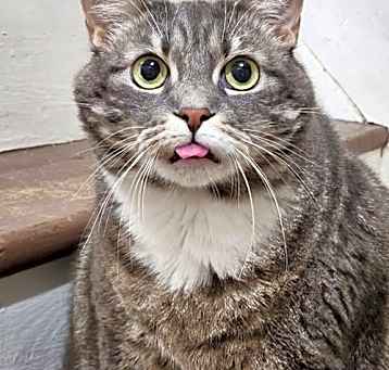 Photo of Gizmo - HOME NEED BY MID-JUNE!!!