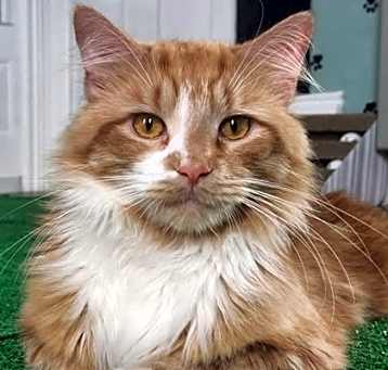 Photo of Cheesy Puff