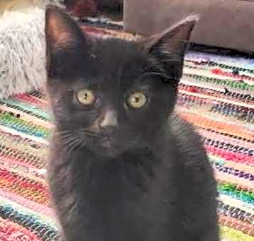 Photo of Ember