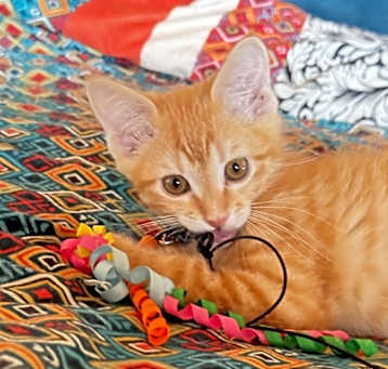 Photo of Mew mew