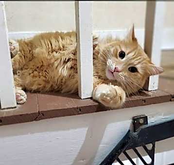 Photo of Simon - NEEEDS HOME BY MID-JUNE!!!