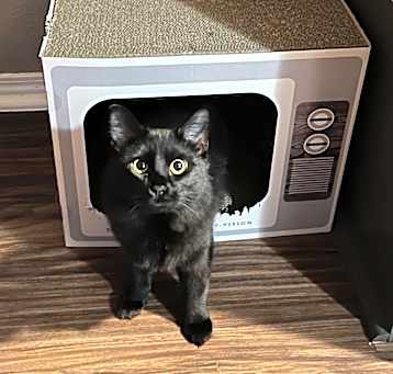 Photo of Musubi