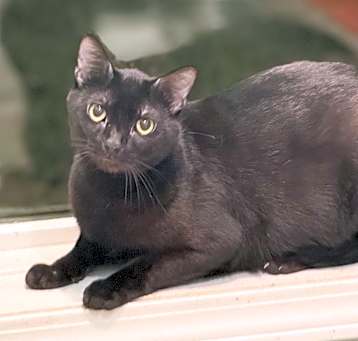 Photo of Blackie