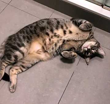 Photo of Nori