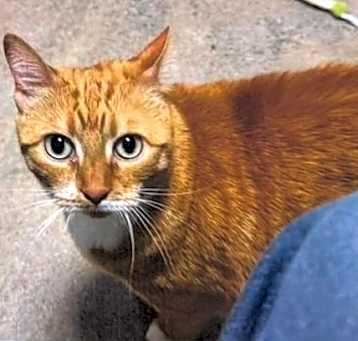 Photo of Ginger