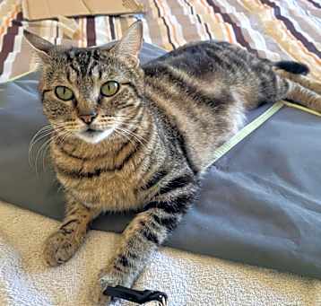Photo of Luma