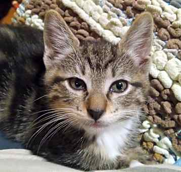 Photo of Cookie
