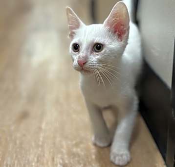 Photo of Junius