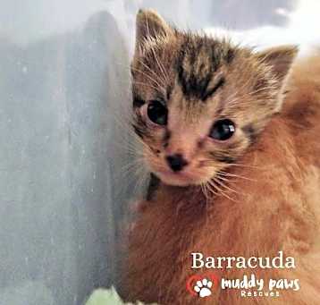 Photo of Vintage Cars Litter: Barracuda