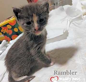 Photo of Vintage Cars Litter:  Rambler