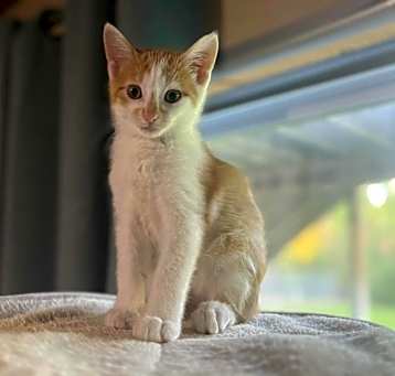 Photo of Shrimp