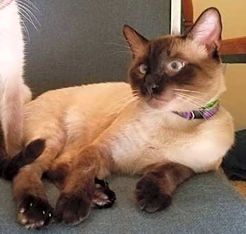 Photo of Kulap CL