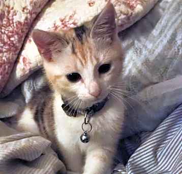 Photo of Nala