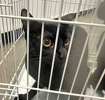 Photo of Bagheera