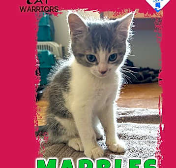 Photo of Marbles