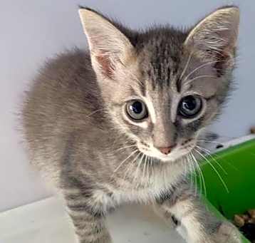 Photo of Steel