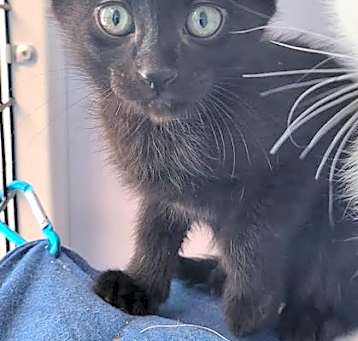 Photo of Coal