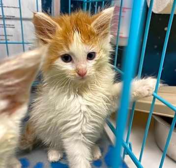 Photo of Garfield