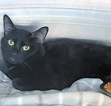Photo of Hex