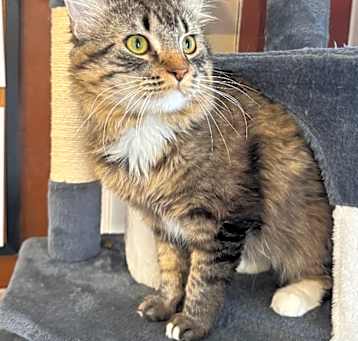 Photo of Seymore @ PetSmart Tualatin