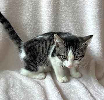 Photo of Hawk @ PetSmart Tualatin