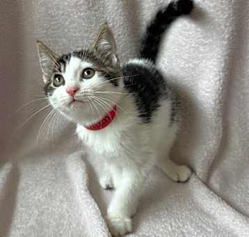 Photo of Kestrel @ PetSmart Tualatin