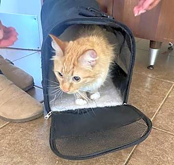 Photo of Peanut