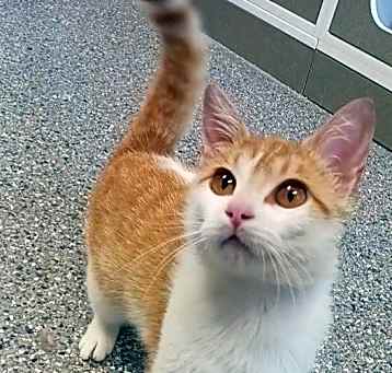 Photo of Clementine