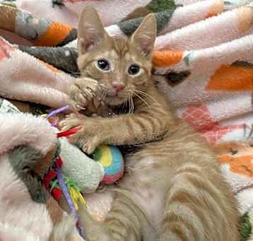 Photo of Flip