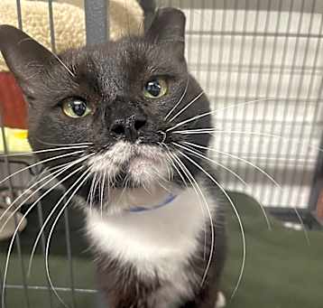 Photo of Mustache