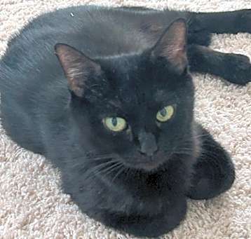 Photo of Momma Kitty