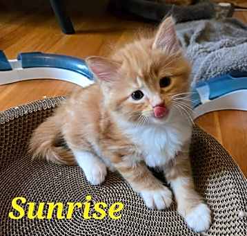 Photo of Sunrise