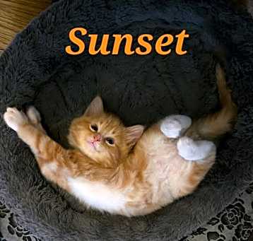 Photo of Sunset