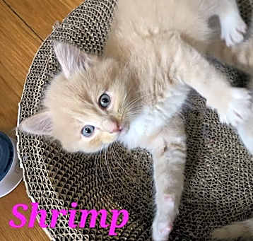 Photo of Shrimp