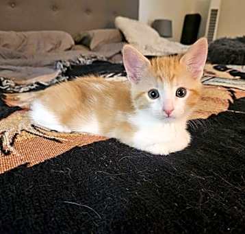 Photo of Cosmo