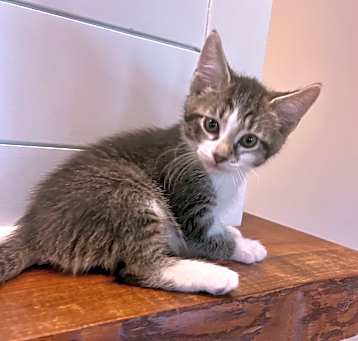 Photo of Oscar