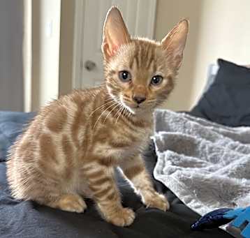 Photo of Whiskey