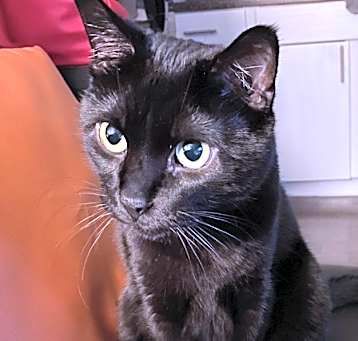 Photo of Bagheera