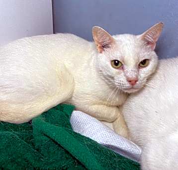 Photo of Atticus 26