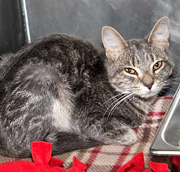 Photo of Celeste (Spayed)